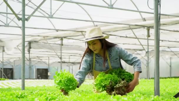 在温室的水栽农耕系统中 亚洲农妇拿着装满沙拉蔬菜的木箱 控制环境 水的有机食品概念 — 图库视频影像