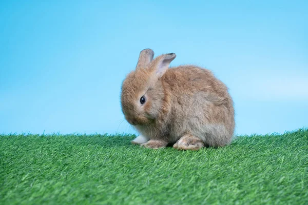 Peludo Esponjoso Lindo Conejo Negro Está Pie Dos Patas Sobre — Foto de Stock