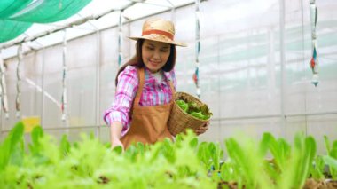 Mutlu Asyalı kadın çiftçinin portresi, bir sera bahçesindeki organik bir çiftlikte taze sebze salatası sepeti, sağlık için organik tarım kavramı, vegan gıda ve küçük işletmeler..