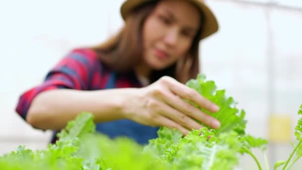 幸せなアジアの女性農家の肖像と温室の庭で有機農場で害虫を見つけるための新鮮な野菜サラダをチェック 健康のための有機農業の概念 ビーガンフード — ストック動画