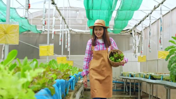 Портрет Счастливой Азиатской Женщины Фермера Держащей Корзину Свежего Овощного Салата — стоковое видео