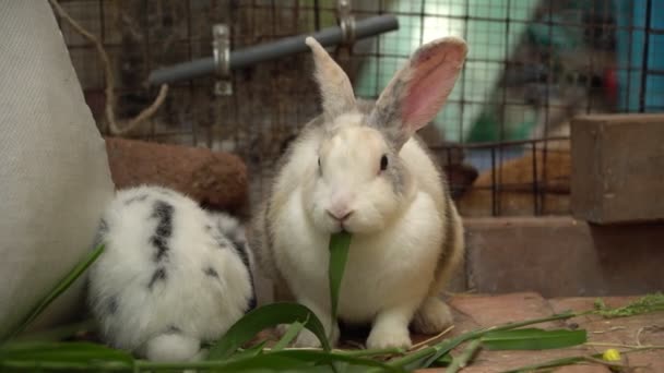 Kelompok Berbulu Dan Berbulu Kelinci Kecil Yang Lucu Makan Daun — Stok Video