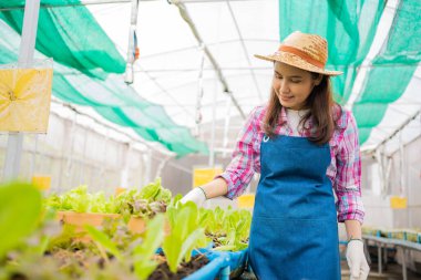 Kadın çiftçi ve taze sebze salatasını bir sera bahçesinde organik tarım kavramı, vejetaryen gıda ve küçük işletmeler için organik tarım için kontrol ediyoruz..