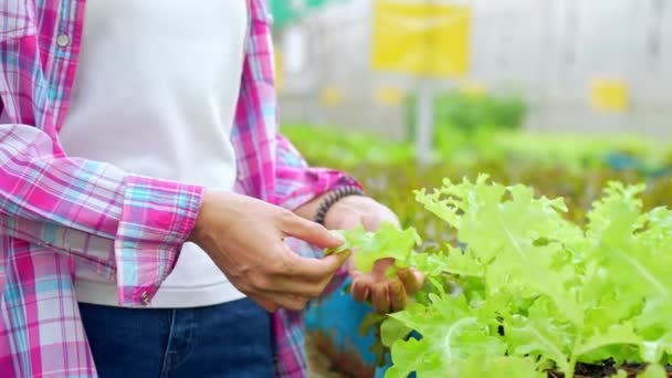 Zblízka Ruka Ženy Farmář Kontrola Čerstvého Zeleninového Salátu Pro Nalezení — Stock video