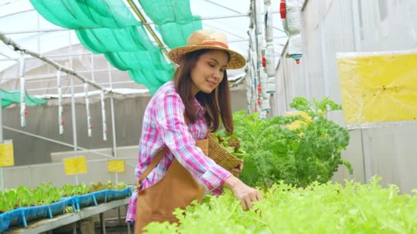 Retrato Mujer Asiática Feliz Agricultora Sosteniendo Cesta Ensalada Verduras Frescas — Vídeos de Stock