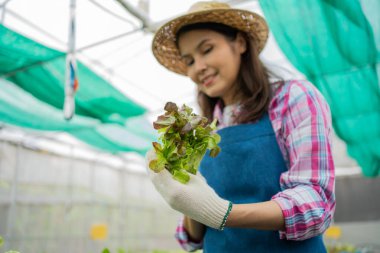 Kadın çiftçi ve taze sebze salatasını bir sera bahçesinde organik tarım kavramı, vejetaryen gıda ve küçük işletmeler için organik tarım için kontrol ediyoruz..
