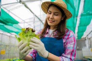 Kadın çiftçi ve taze sebze salatasını bir sera bahçesinde organik tarım kavramı, vejetaryen gıda ve küçük işletmeler için organik tarım için kontrol ediyoruz..