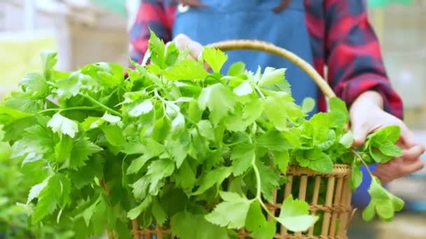 温室内の有機農場で新鮮な野菜サラダのバスケットを保持する幸せなアジアの女性農家の肖像 健康のための有機農業の概念 ビーガンフードと中小企業 — ストック動画