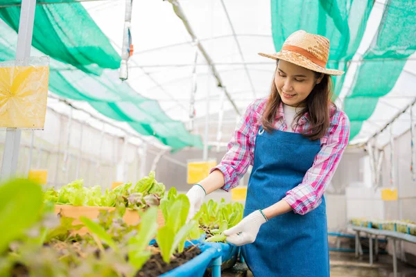 Perempuan Petani Dan Memeriksa Salad Sayuran Segar Untuk Menemukan Hama — Stok Foto