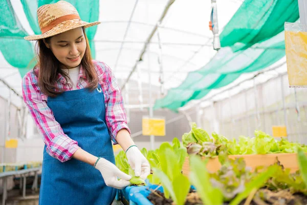 Kadın çiftçi ve taze sebze salatasını bir sera bahçesinde organik tarım kavramı, vejetaryen gıda ve küçük işletmeler için organik tarım için kontrol ediyoruz..