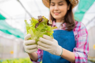 Kadın çiftçi ve taze sebze salatasını bir sera bahçesinde organik tarım kavramı, vejetaryen gıda ve küçük işletmeler için organik tarım için kontrol ediyoruz..