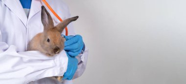 Veterinerler tavşan taşır ve klinikteki tüylü tavşan kalbini ve ciğerlerini kontrol etmek için stetoskopları kullanır. Hastanedeki bir profesyonelle hayvan sağlığı hizmeti kavramı