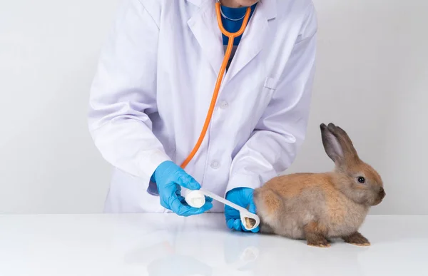 Veterinari Usando Bendaggio Avvolgere Intorno Coniglio Soffice Gamba Rotta Filettare — Foto Stock