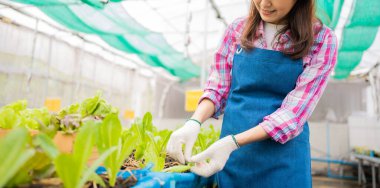 Kadın çiftçi ve taze sebze salatasını bir sera bahçesinde organik tarım kavramı, vejetaryen gıda ve küçük işletmeler için organik tarım için kontrol ediyoruz..