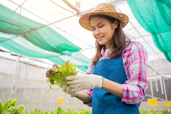 Kadın çiftçi ve taze sebze salatasını bir sera bahçesinde organik tarım kavramı, vejetaryen gıda ve küçük işletmeler için organik tarım için kontrol ediyoruz..