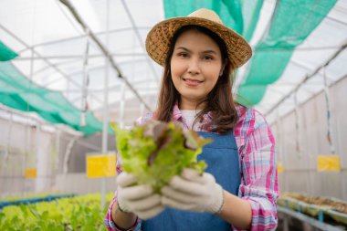 Kadın çiftçi ve taze sebze salatasını bir sera bahçesinde organik tarım kavramı, vejetaryen gıda ve küçük işletmeler için organik tarım için kontrol ediyoruz..