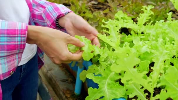 温室花园有机农场中发现害虫的女农民的袖手和新鲜蔬菜沙拉检查 有机农业促进健康的概念 粮食和小企业 — 图库视频影像