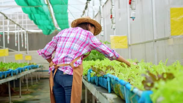 Retrato Mujer Asiática Feliz Agricultora Sosteniendo Cesta Ensalada Verduras Frescas — Vídeos de Stock