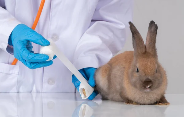 Veterinarians Using a bandage Wrap around the fluffy rabbit broken leg to welt the leg. Concept of animal healthcare with a professional in an animal hospital