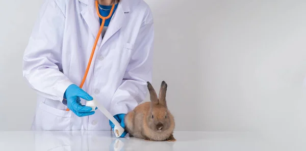 Veterinarians Using a bandage Wrap around the fluffy rabbit broken leg to welt the leg. Concept of animal healthcare with a professional in an animal hospital