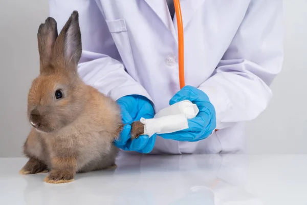 Tierärzte Wickeln Das Flauschige Kaninchen Mit Einem Verband Das Gebrochene — Stockfoto