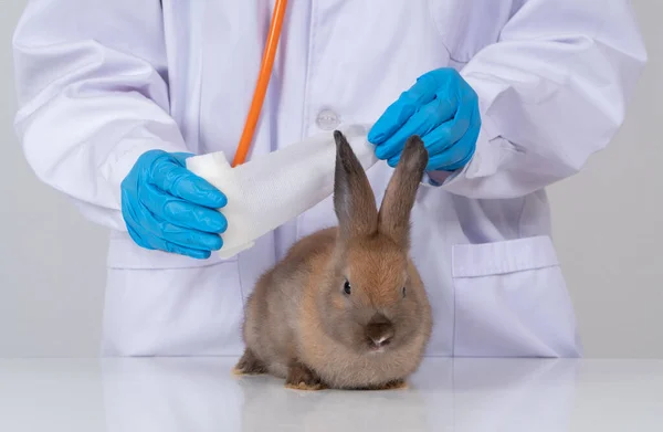 Veterinarians Used a bandage to Wrap around the fluffy rabbit broken ear to wet the ear. Concept of animal healthcare with a professional in an animal hospital