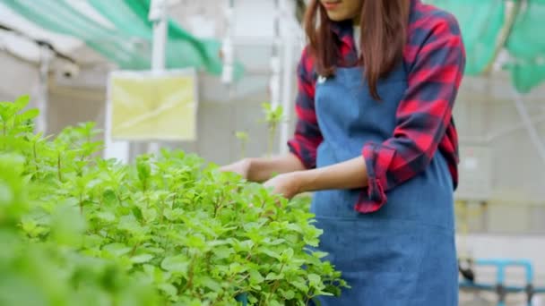 在温室花园的有机农场里拿着一篮子新鲜蔬菜沙拉的快乐的亚洲女农民的画像 有机农业促进健康的概念 泰国食品和小企业 — 图库视频影像