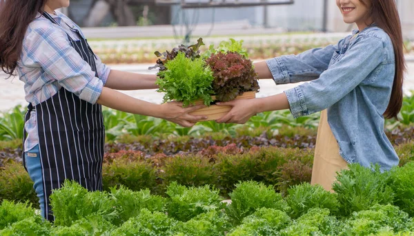 Asian woman farmer holding a vegetable basket of fresh vegetable salad on an organic farm. Concept of agriculture organic for health, Vegan food, and Small business.