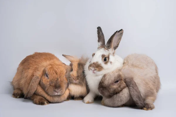 A Group of furry and fluffy cute red brown rabbit erect ears are sitting look in the camera, isolated on white background. Concept of rodent pet and easter.