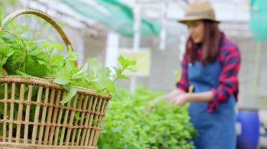 Mutlu Asyalı kadın çiftçinin portresi, bir sera bahçesindeki organik bir çiftlikte taze sebze salatası sepeti, sağlık için organik tarım kavramı, vegan gıda ve küçük işletmeler..