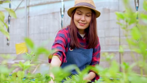 Портрет Счастливой Азиатской Женщины Фермера Держащей Корзину Свежего Овощного Салата — стоковое видео