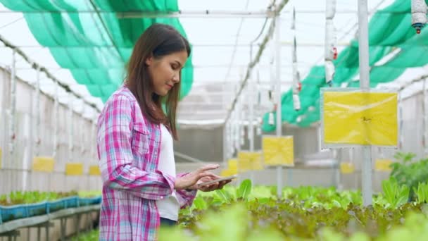 在温室花园的有机农场收获蔬菜前 快乐的亚洲女农场主用智能手机把新鲜蔬菜沙拉的图片发送给顾客 — 图库视频影像