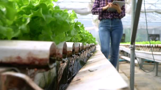 Selektiver Fokus Der Wasserleitung Pflanzlichen Hydroponischen System Und Landwirt Hält — Stockvideo