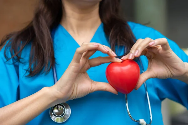 Female Cardiovascular disease doctor or cardiologist with stethoscope holding red heart, Medical health care and doctor staff service concept.