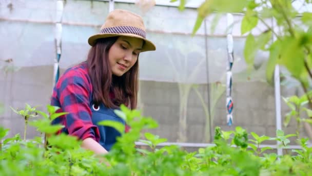 在温室花园的有机农场里拿着一篮子新鲜蔬菜沙拉的快乐的亚洲女农民的画像 有机农业促进健康的概念 泰国食品和小企业 — 图库视频影像