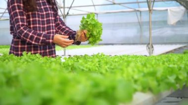 Mutlu Asyalı kadın çiftçinin portresi, bir sera bahçesindeki organik bir çiftlikte taze sebze salatası sepeti, sağlık için organik tarım kavramı, vegan gıda ve küçük işletmeler..