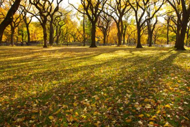 central park new York'ta sonbahar