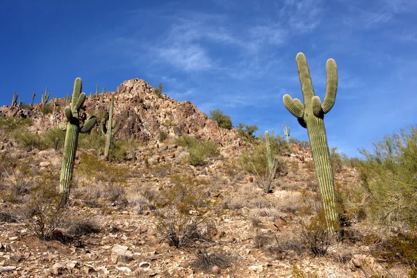 Saguaro cactus in de heuvels in de buurt van scottsdale — Stockfoto