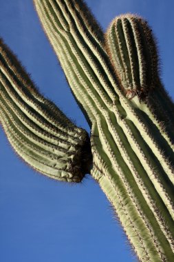 saguaro kaktüsü yakın çekim