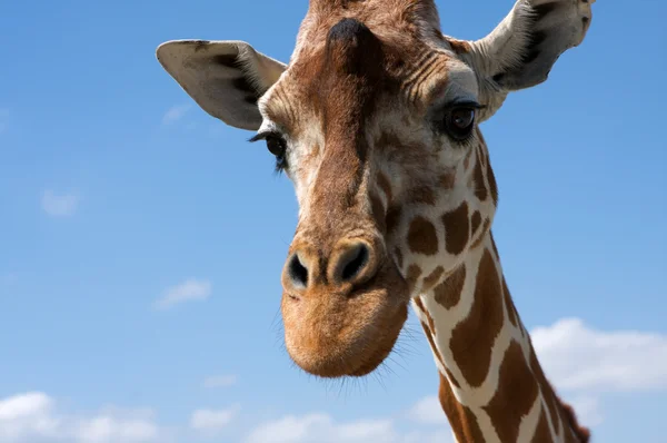 Любопытный жираф — стоковое фото