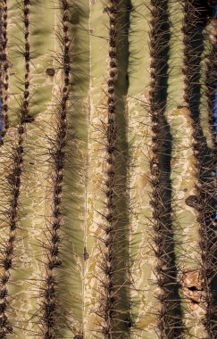 saguaro kaktüsü yakın çekim