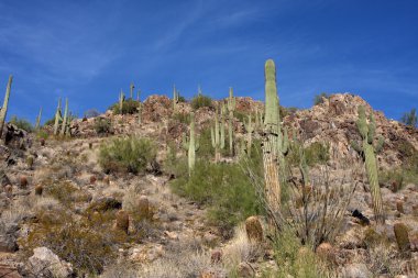 scottsdale yakınındaki tepelerde saguaro kaktüsü