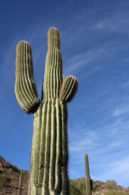 scottsdale yakınındaki tepelerde saguaro kaktüsü