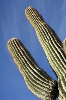 saguaro kaktüsü yakın çekim