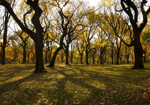 Outono no Central Park Nova Iorque — Fotografia de Stock