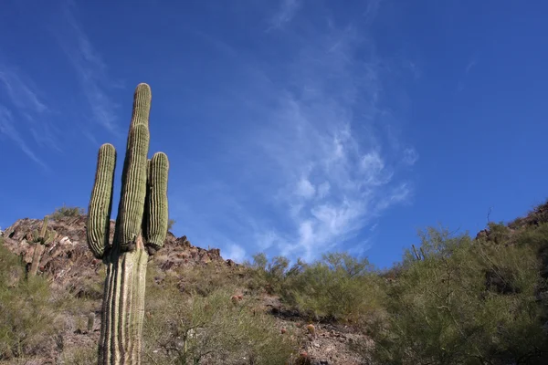 Κάκτος saguaro, στους λόφους κοντά scottsdale — Φωτογραφία Αρχείου