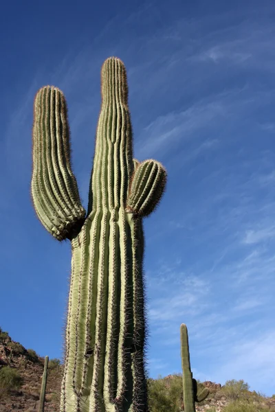 Saguaro kaktusy v kopcích poblíž scottsdale — Stock fotografie