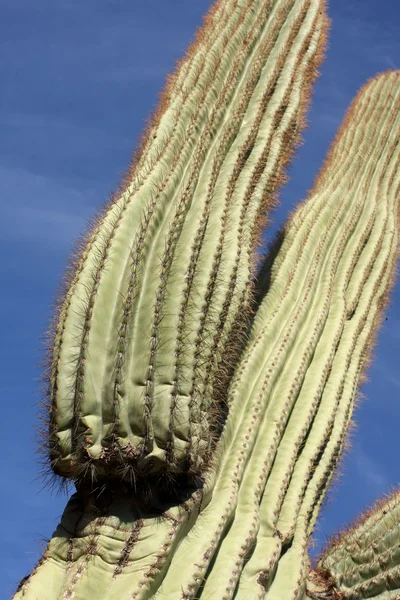Saguaro kaktus närbild — Stockfoto