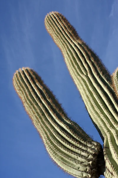 Cactus saguaro da vicino — Foto Stock