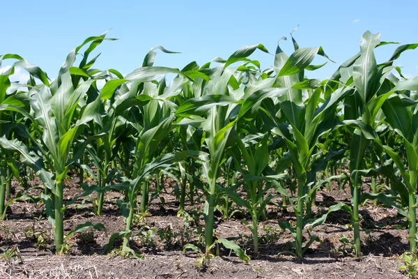 Filas de la cosecha de maíz temprano —  Fotos de Stock